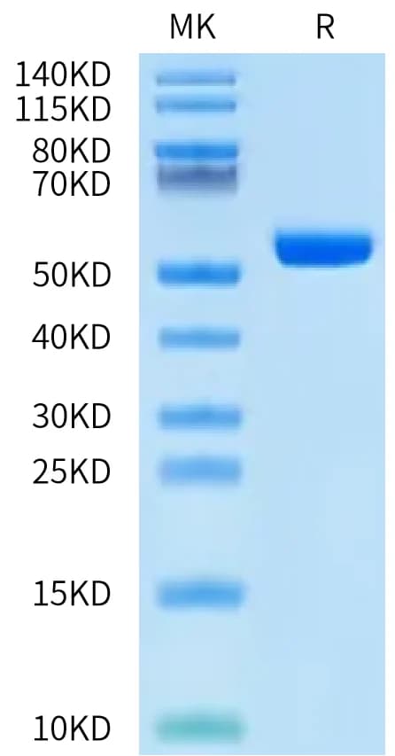 Bis-Tris PAGE Data