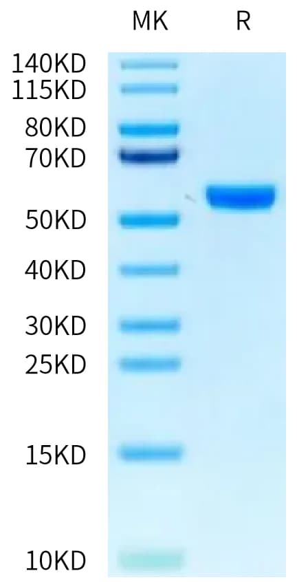 Bis-Tris PAGE Data