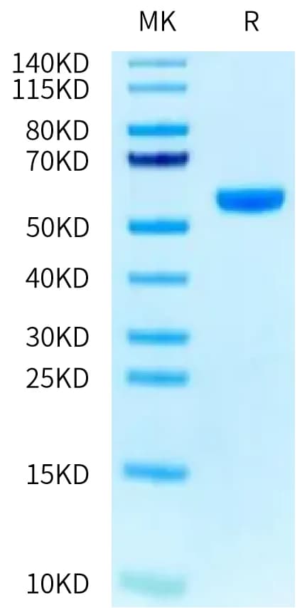 Bis-Tris PAGE Data
