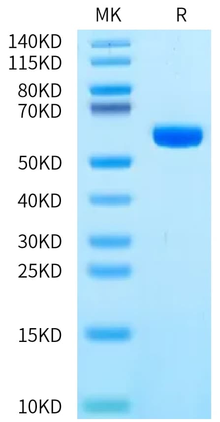 Bis-Tris PAGE Data