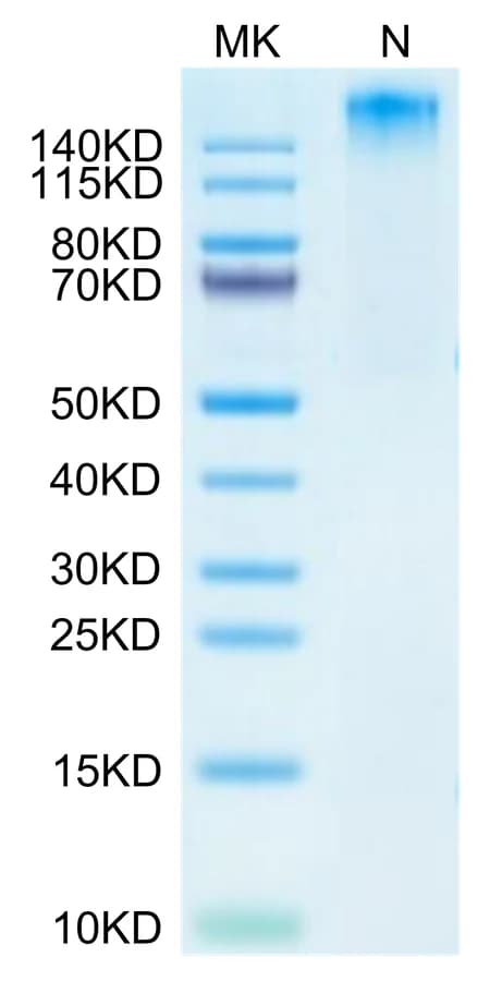 Bis-Tris PAGE Data