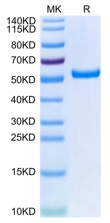 Bis-Tris PAGE Data