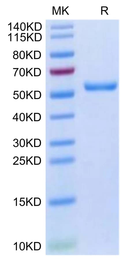 Bis-Tris PAGE Data