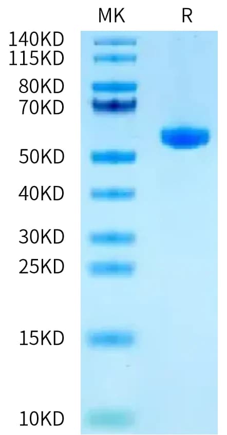Bis-Tris PAGE Data