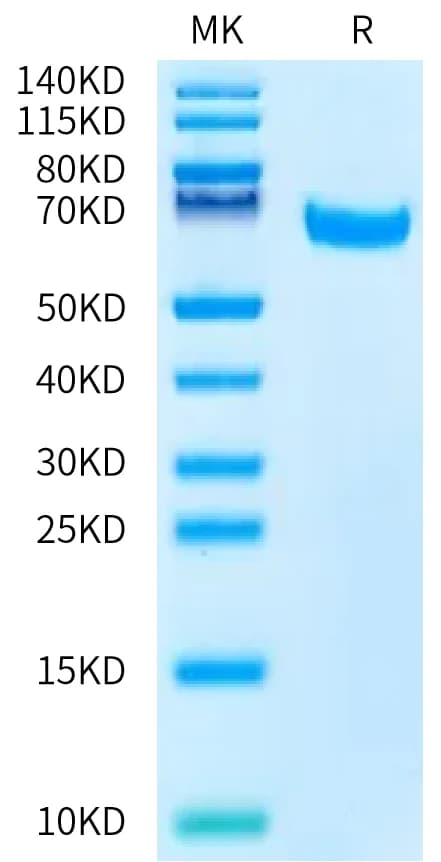 Bis-Tris PAGE Data