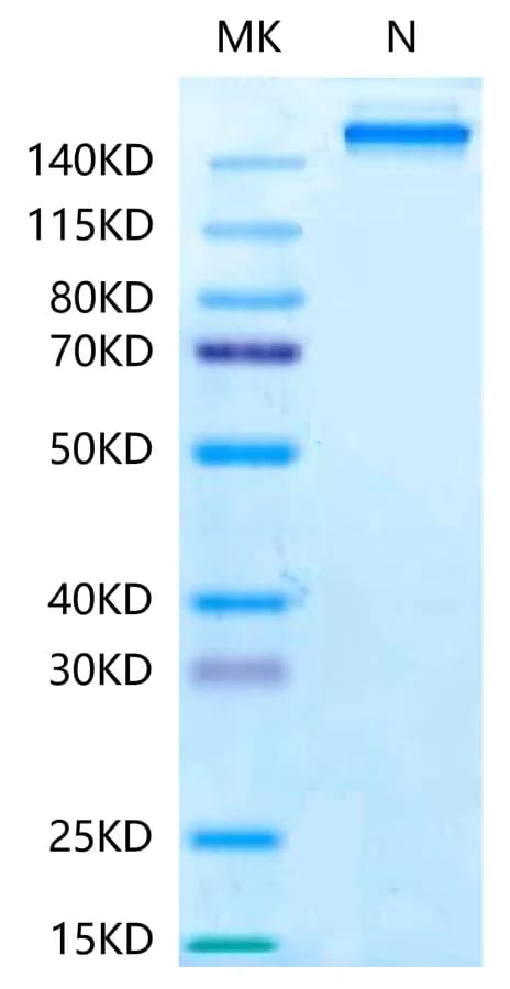 Bis-Tris PAGE Data