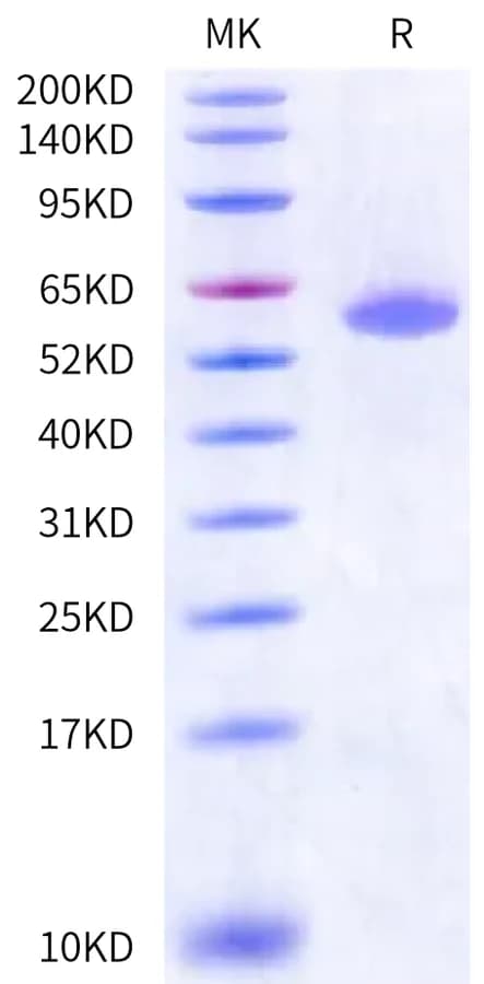 Bis-Tris PAGE Data