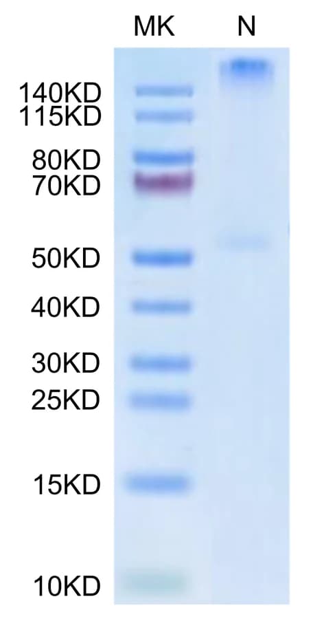 Bis-Tris PAGE Data