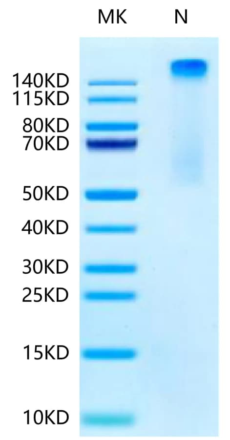 Bis-Tris PAGE Data