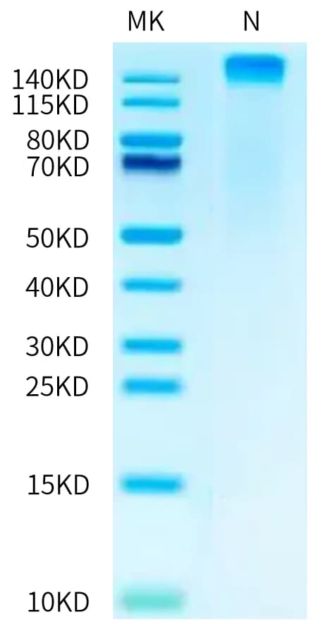 Bis-Tris PAGE Data