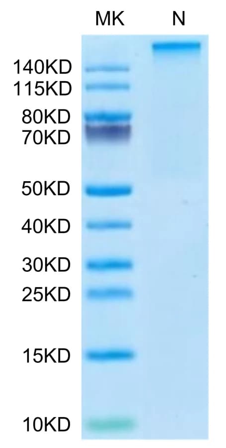Bis-Tris PAGE Data