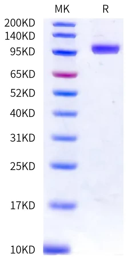 Bis-Tris PAGE Data