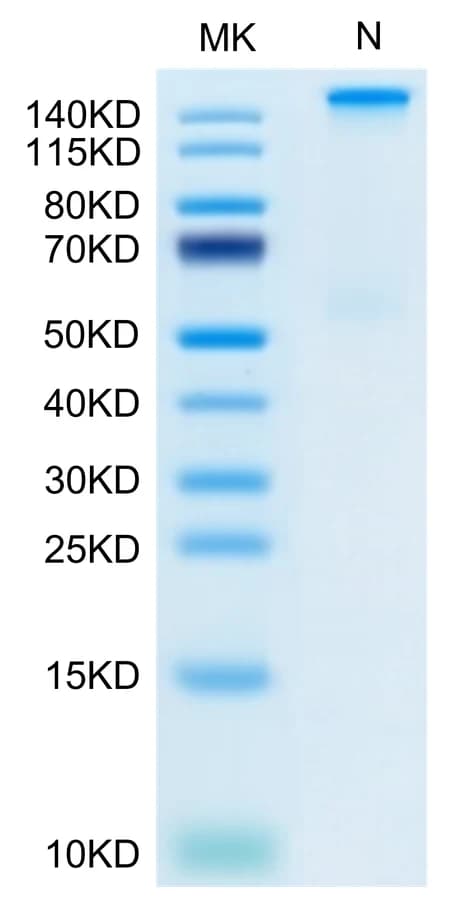 Bis-Tris PAGE Data