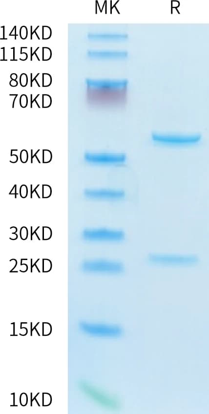 Bis-Tris PAGE Data