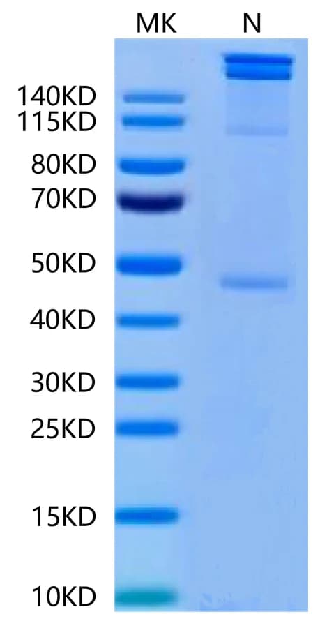 Bis-Tris PAGE Data