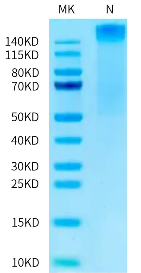 Bis-Tris PAGE Data