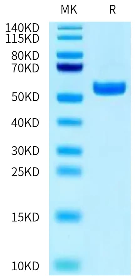 Bis-Tris PAGE Data