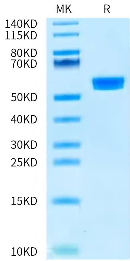 Bis-Tris PAGE Data