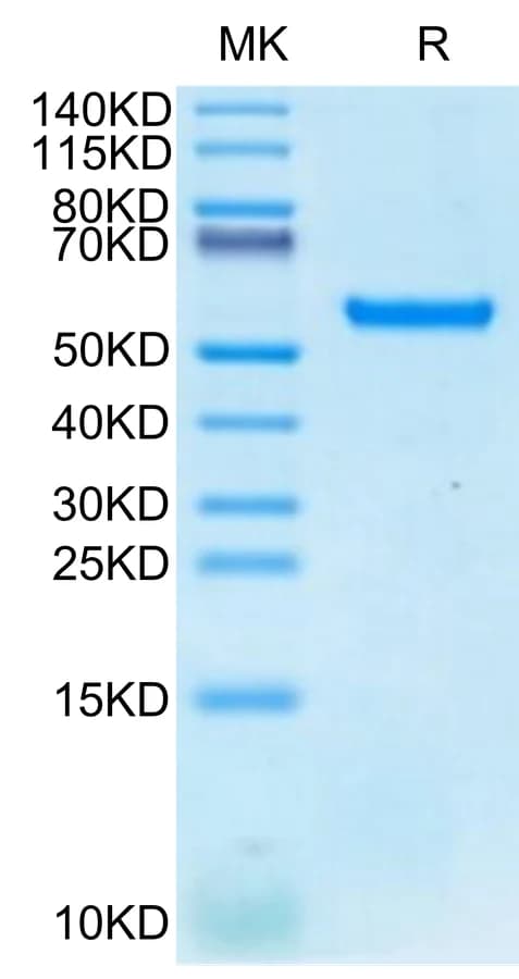Bis-Tris PAGE Data