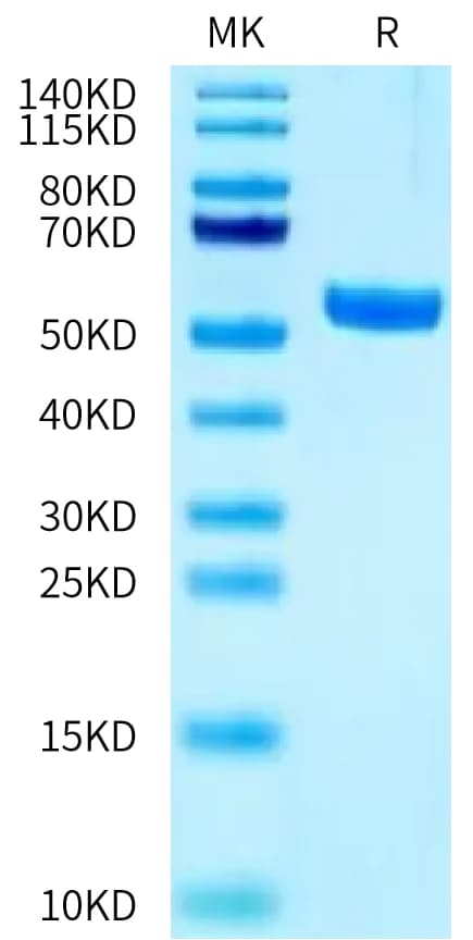 Bis-Tris PAGE Data