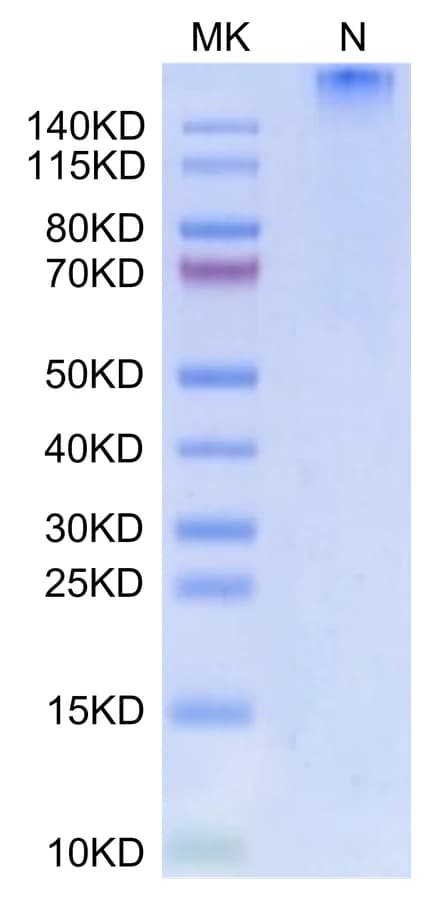 Bis-Tris PAGE Data