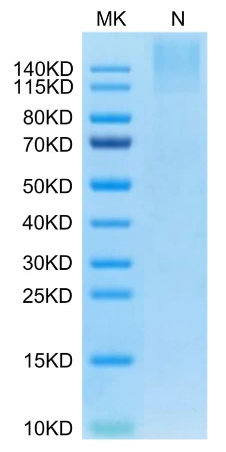 Bis-Tris PAGE Data