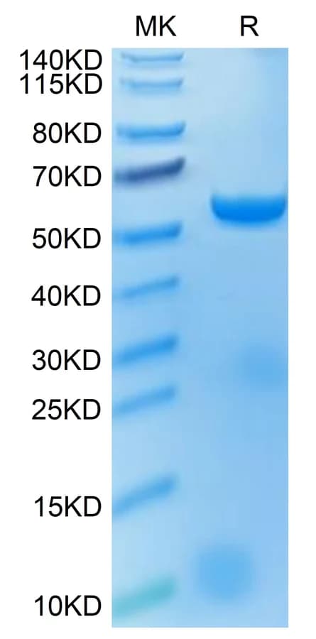 Bis-Tris PAGE Data
