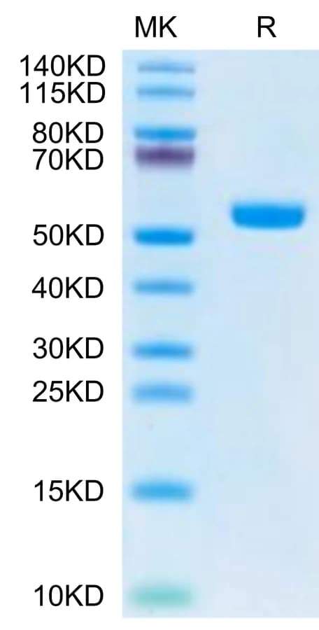 Bis-Tris PAGE Data