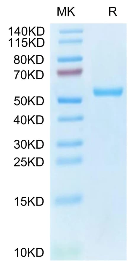 Bis-Tris PAGE Data