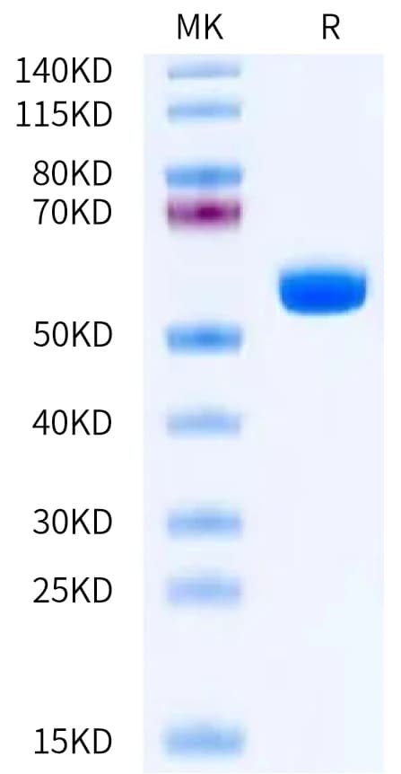 Bis-Tris PAGE Data