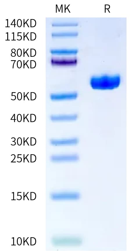 Bis-Tris PAGE Data