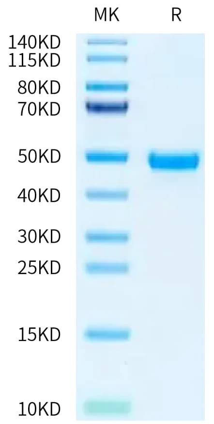 Bis-Tris PAGE Data