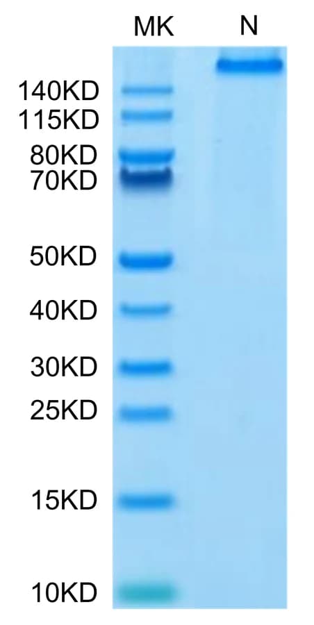 Bis-Tris PAGE Data