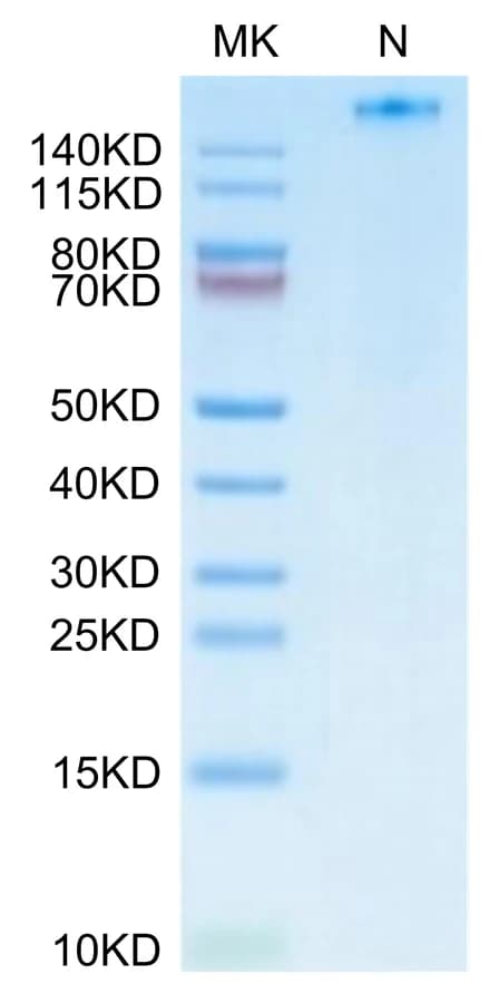 Bis-Tris PAGE Data