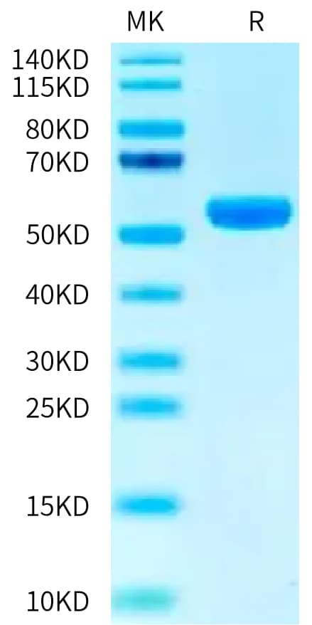 Bis-Tris PAGE Data