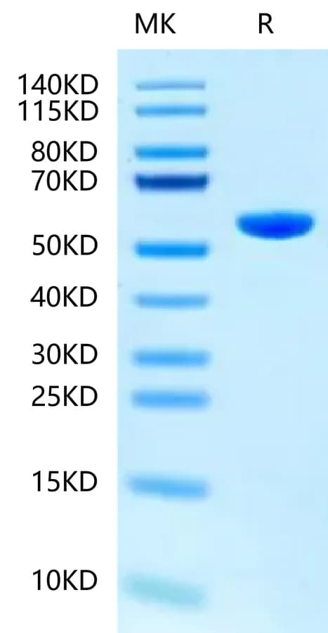Bis-Tris PAGE Data