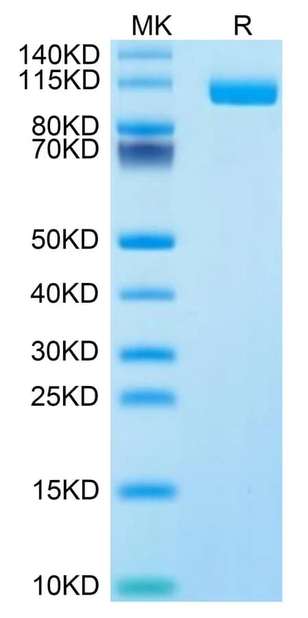 Bis-Tris PAGE Data