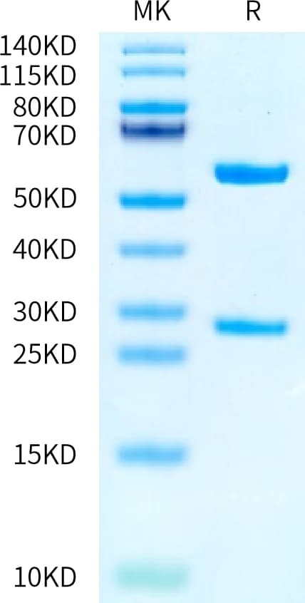 Bis-Tris PAGE Data