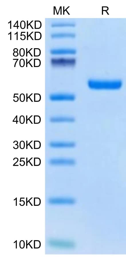 Bis-Tris PAGE Data