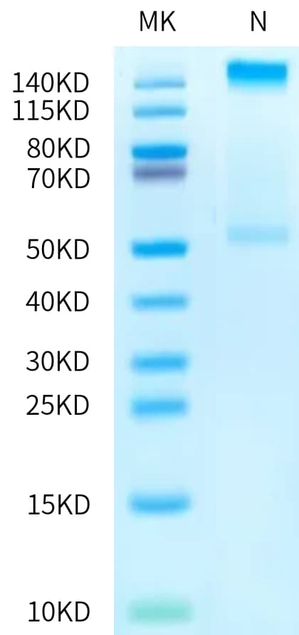 Bis-Tris PAGE Data