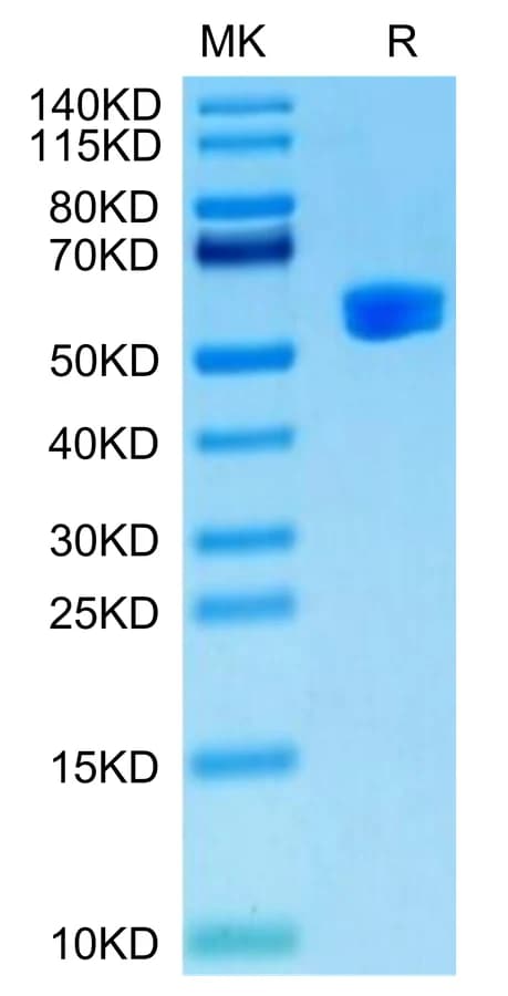 Bis-Tris PAGE Data