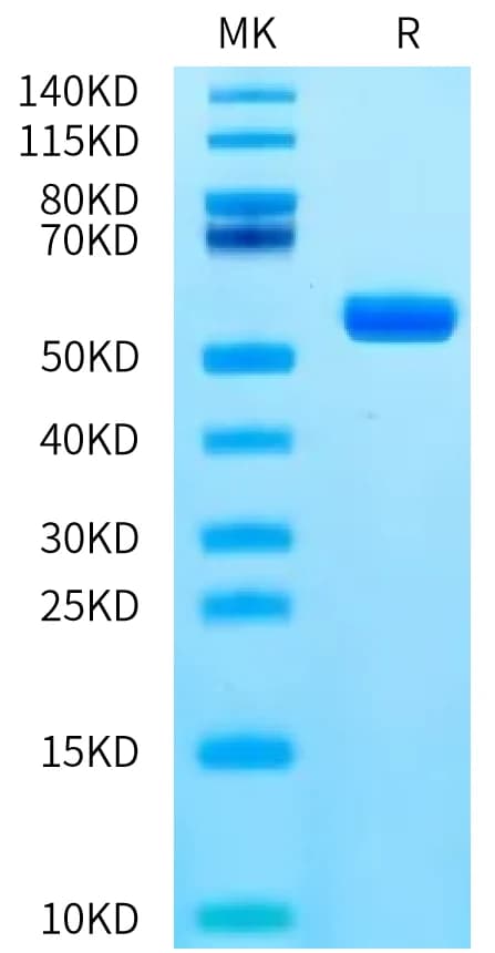 Bis-Tris PAGE Data