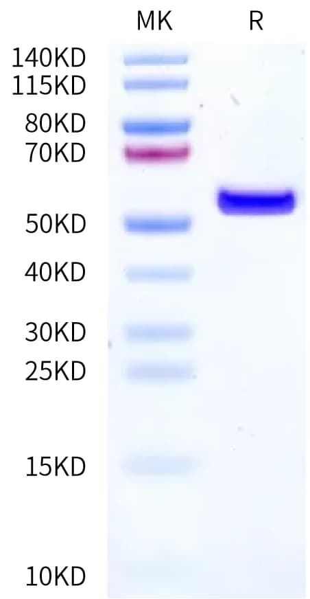 Bis-Tris PAGE Data
