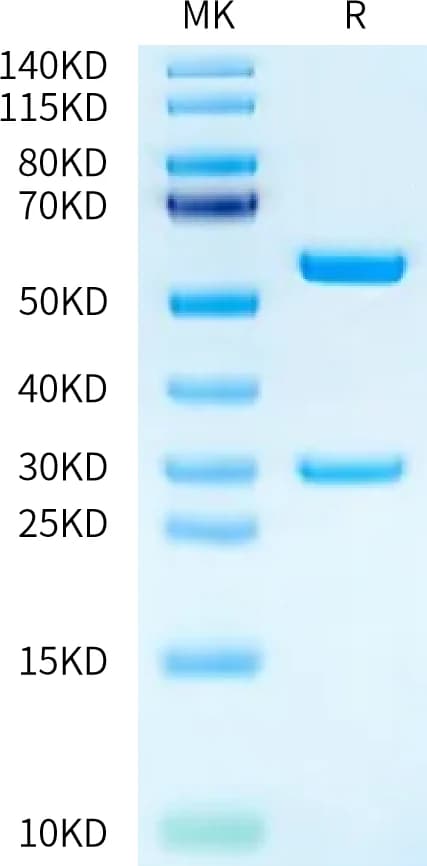 Bis-Tris PAGE Data