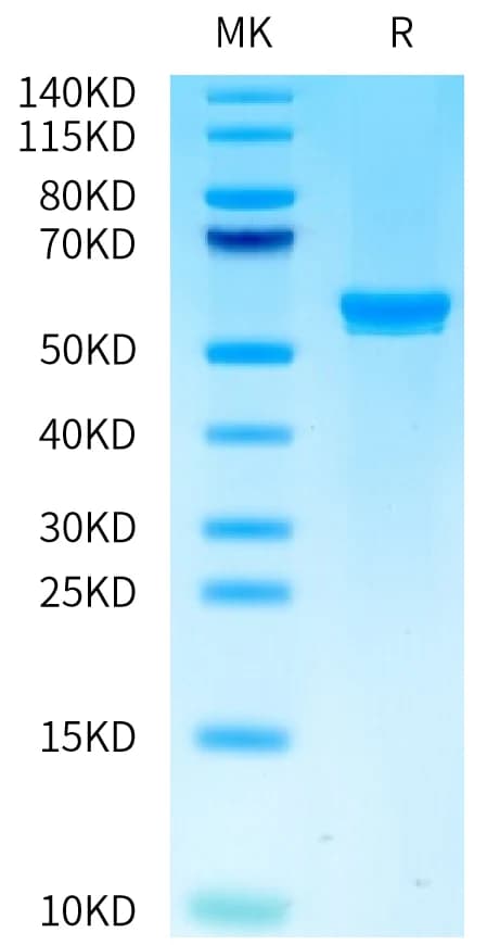 Bis-Tris PAGE Data