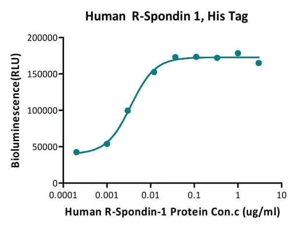 R-Spondin 1 dose-response curve in a TCF reporter assay