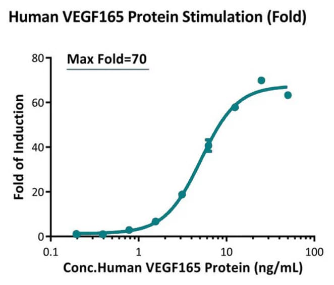 VEGF165 dose-response curve showing reporter induction fold
