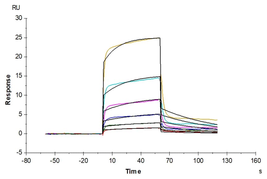 SPR sensorgrams for the interaction between PVRIG and NECTIN2